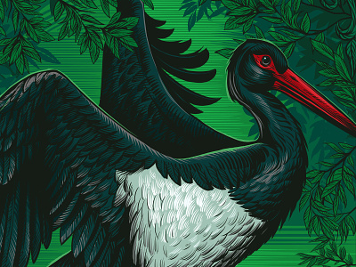Black stork alexey sokolov art bird illustration red book retro stork vintage