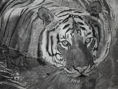 THE SWIM,2021 artist artwork design fineart hyperrealism illustration realistic tigers