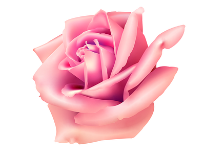 Rose Illustration adobe ai art drawing flower illustration illustrator rose vector