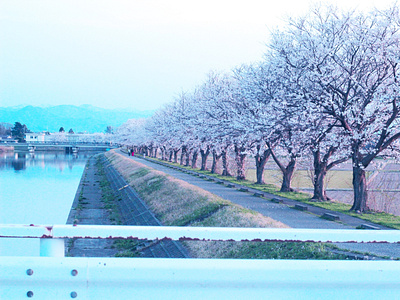 Ishikawa’s Sakura haru ishikawa japan photo sakura spring