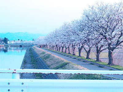 Ishikawa’s Sakura