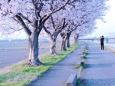 Spring in Ishikawa illustration ishikawa japan photo sakura spring