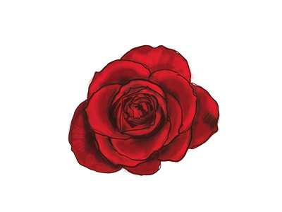 Red Rose illustrator rose vector