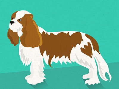 King Charles Cavalier dogs illustration kingcharlescavalier