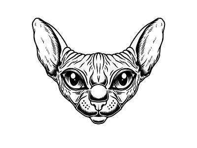 Illustration of a Sphynx cat. cat engraving kitty procrate sphynx tattoo
