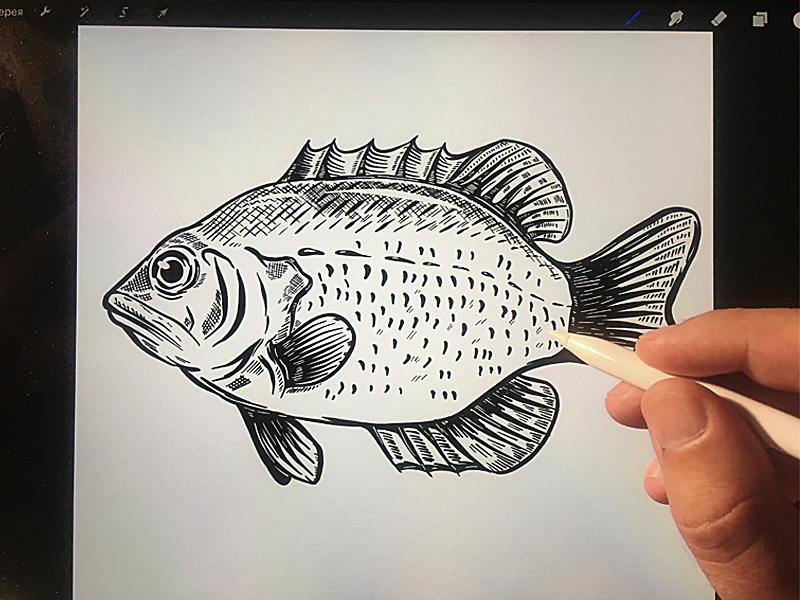 Fish by Kotliar Ivan on Dribbble