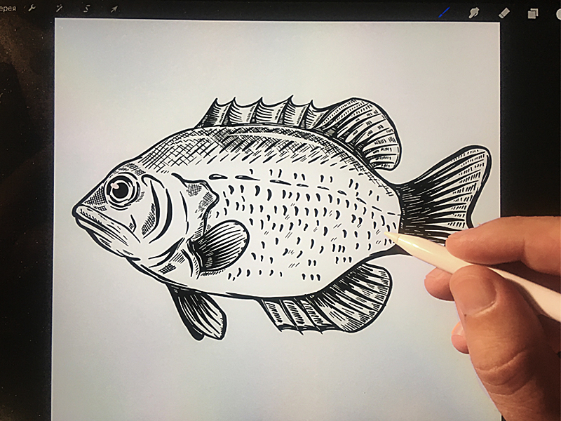 Whole Fresh Fish Tilapia on White. Vintage Engraving Monochrome Black  Illustration. Stock Illustration - Illustration of sketch, hatching:  259779246