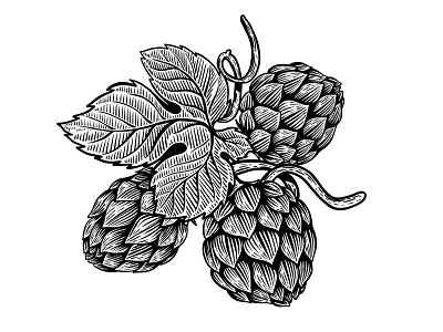 Hop Leaves beer cerveja coasters drawing engraving hop illustration logotype