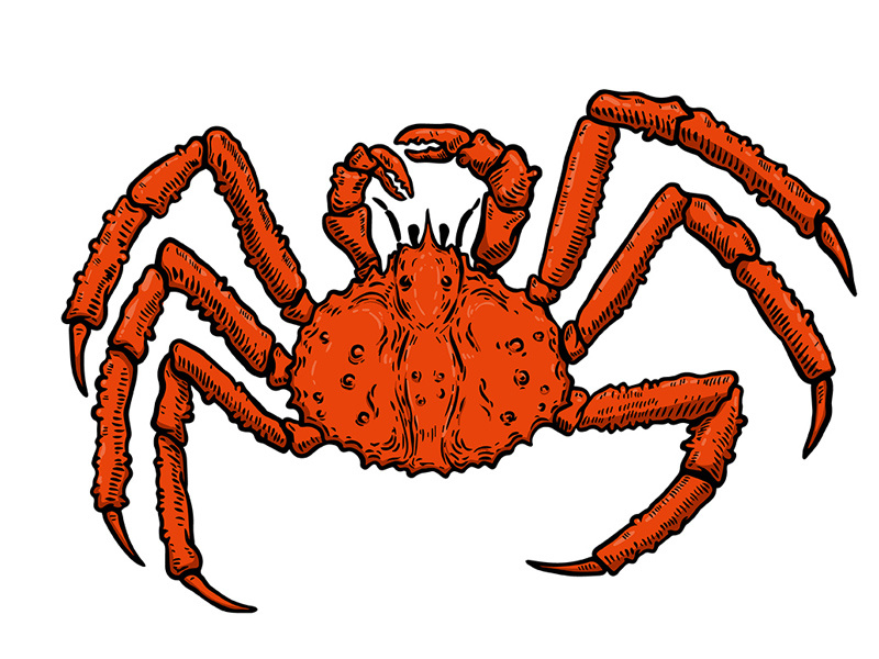 Crab logo brand mark character illustration ipad pro hand drawn marine life king crab seafood crab