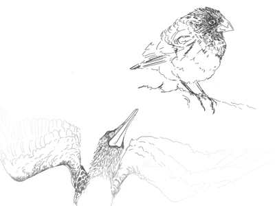 Animal Sketches animal bird digital drawing process sketch