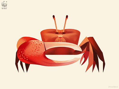 WWF Education Centre illustration, Fiddler Crab animal crab design fiddler crab illustration jlnvasiljevic minimal nature wwf