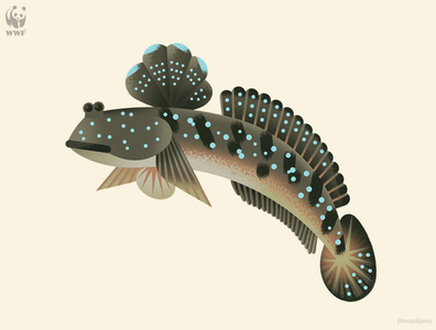 Great Blue-spotted Mudskipper animal design fish illustration jlnvasiljevic minimal mudskipper nature photoshop vector wwf