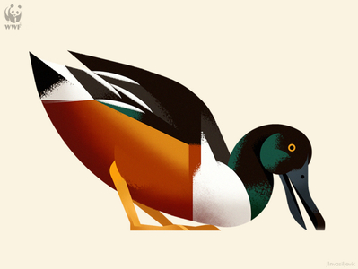 Shoveler Duck animal bird design drawing duck illustration minimal nature photoshop vector