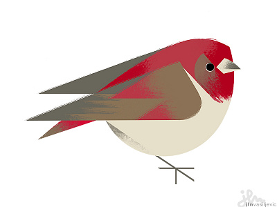 Carpodacus Erythrinus animal bird design illustration minimal nature ornithology rosefinch