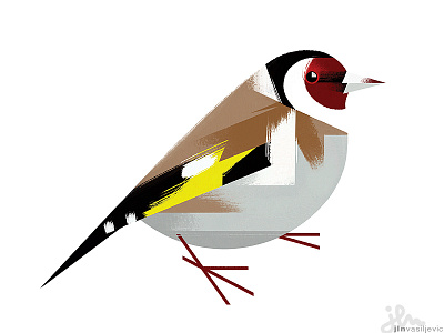 Carduelis Carduelus animal bird design goldfinch illustration minimal nature ornithology