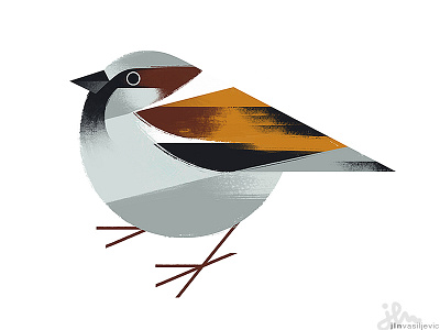 Passer Domesticus animal bird design illustration minimal nature ornithology sparrow