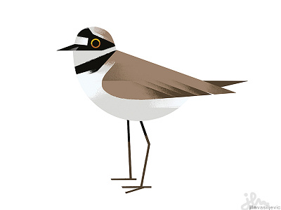 Charadrius Dubius animal bird design illustration little minimal nature ornithology plover ringed
