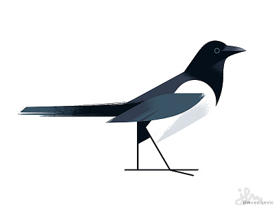 Pica Pica animal bird design drawing illustration magpie minimal nature ornithology