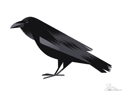 Corvus Corax animal art bird black design drawing illustration minimal nature ornithology raven
