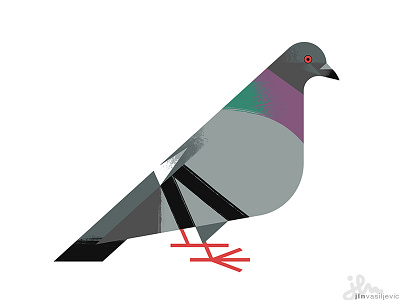 Columba livia animal art bird birds design dove drawing illustration minimal nature ornithology pigeon