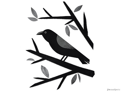 tui bird clipart template