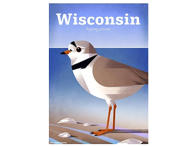 WISCONSIN Pipping Plover Poster america animal bird design digital drawing illustration jelena vasiljevic minimal nature ocean ornithology plover poster poster design summer usa wisconsin