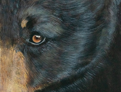 Black Bear- Canadian animals: Half-Face Collection animal animals art bear black bear fur gouache gouache painting paint painted painting