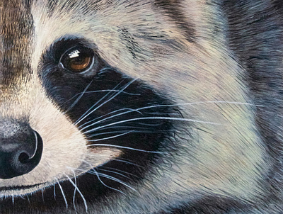 Raccoon- Canadian animals: Half-Face Collection animal animals art fur gouache gouache painting paint painted painting raccoon