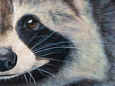 Raccoon- Canadian animals: Half-Face Collection