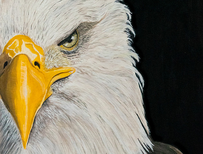 Bald Eagle- Canadian animals: Half-Face Collection animal animals art bald eagle beak bird bird of prey eagle feathers gouache gouache painting paint painted painting