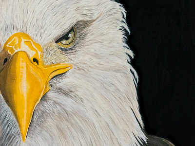 Bald Eagle- Canadian animals: Half-Face Collection