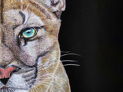 Cougar - Canadian animals: Half-Face Collection acrylic animal animals art big cat cat cougar eye fur gouache gouache painting mountain lion paint painted painting puma watercolour whiskers