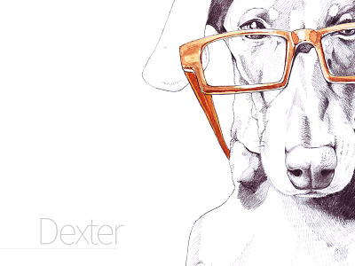 Dexter illustration art dachshund dog drawing hand-drawn illustration print watercolour