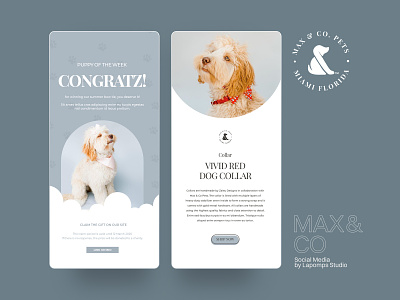 Max & Co branding design digital poster dog graphic design instastory layout pet post social media typography