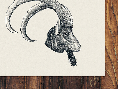 Nubian ibex animal cross hatching crosshatch hatching illustration vintage