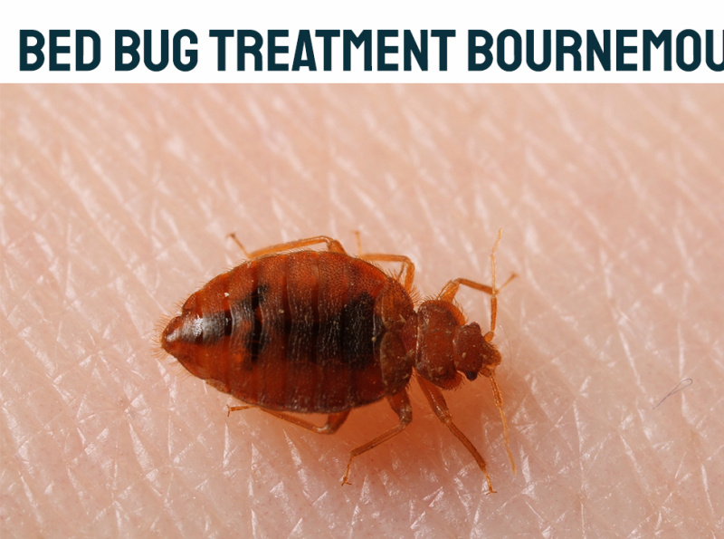 Get The Best Bed Bug Treatment Bournemouthservices That Are The by