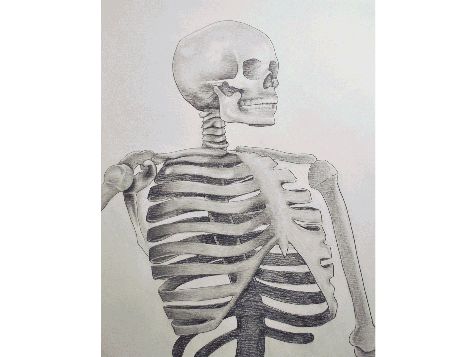 skeletal system | Simple skeleton drawing, Skeleton drawings, Easy drawings