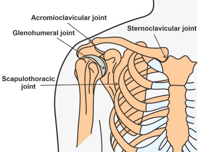 Biomechanics of Shoulder Joint by Austin Silva on Dribbble