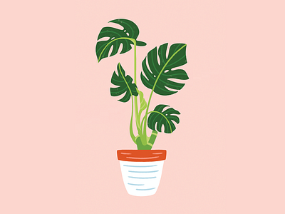 Lil' Monstera