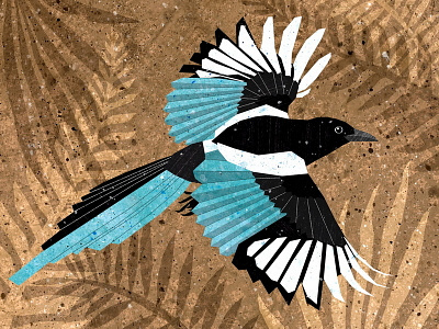 Magpie animals birds black blue flying illustration turquoise white wings