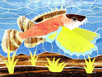 Ocellated Waspfish fish illustration illustration art ocean oceanlife sea sealife water