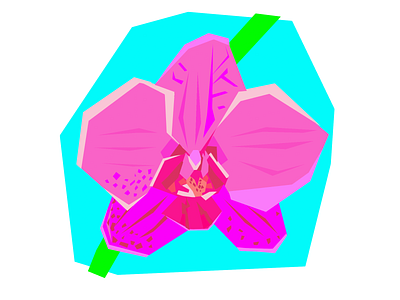 orchid flower illustration orchid pink