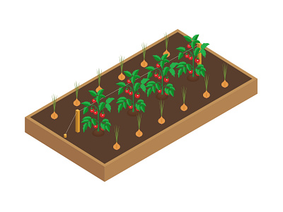 ISOMETRIC TOMATOES AND ONIONS BED ILLUSTRATIONS