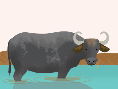 Buffalo illustration buffalo illustration