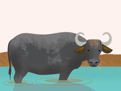 Buffalo illustration