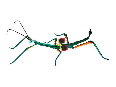Digital Illustration of a stick bug adventure animation branding bug color design entomology graphic design hannah hauan illustration illustrator insect painting photoshop plant science scientific stick