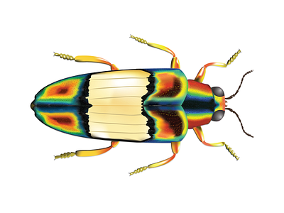 Digital Illustration of a Jewel Beetle animation beetle blatodea branding design entomology graphic design hannah hauan illustration illustrator insect jewel logo plant scientific sicence vector