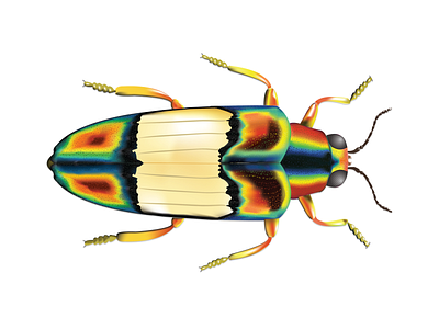 Digital Illustration of a Jewel Beetle