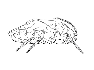 Weighted line vector drawing of a stinkbug animation branding crawly creepy design earth entomology graphic design hannah hauan illustration insect logo outside planet plant science scientific vector