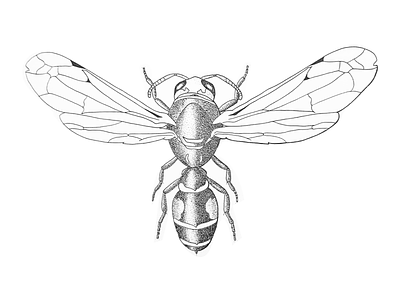 Pen and paper sketch of a wasp animation branding bugs design draw drawing entomology graphic design hannah hauan illustration insect logo paper pen plants science scientific sketch wasp